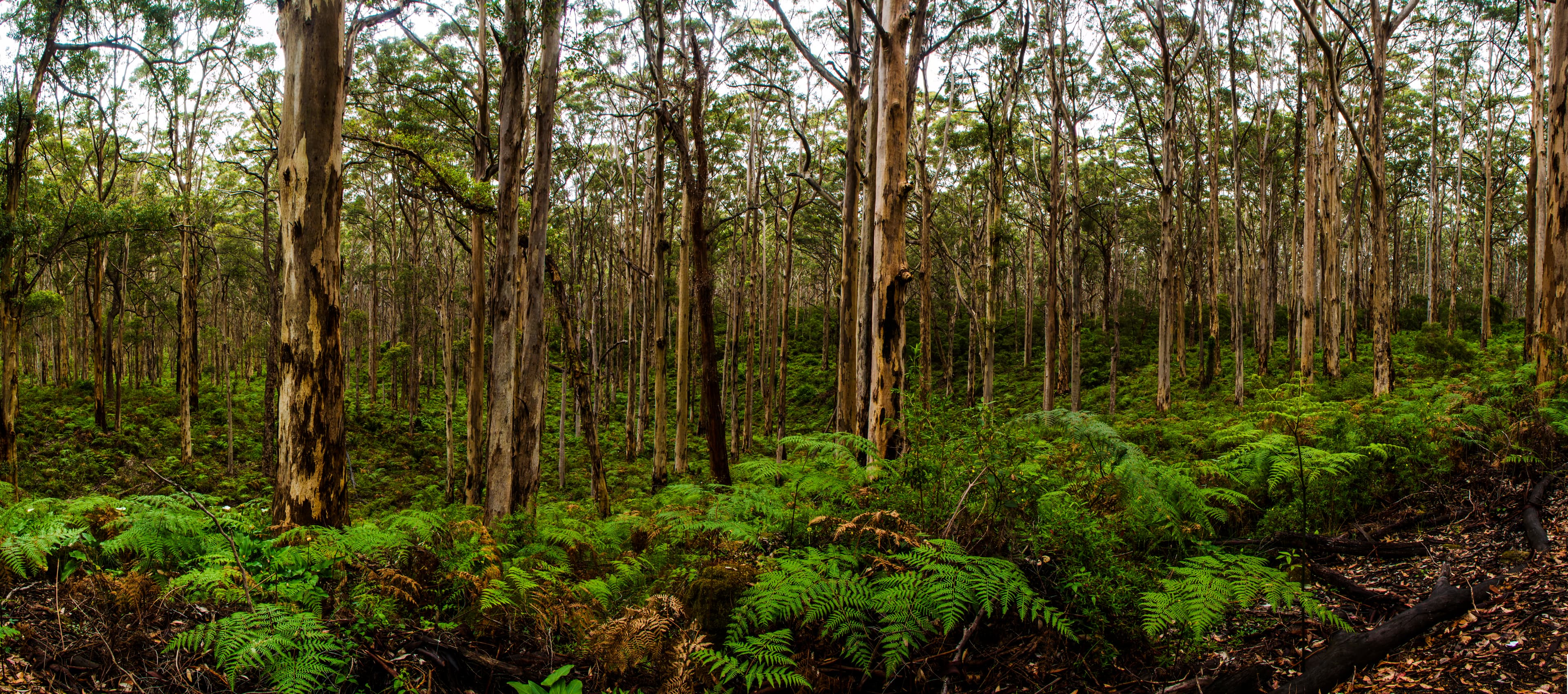Boranup karri forest panorama in the Margaret River region