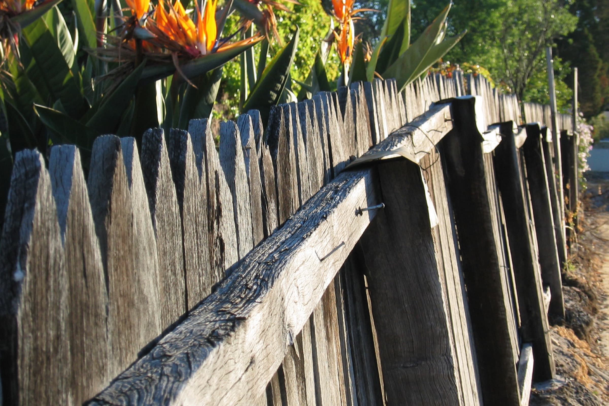 Aged jarrah picket fence (c.1930s) showing decades of patina
