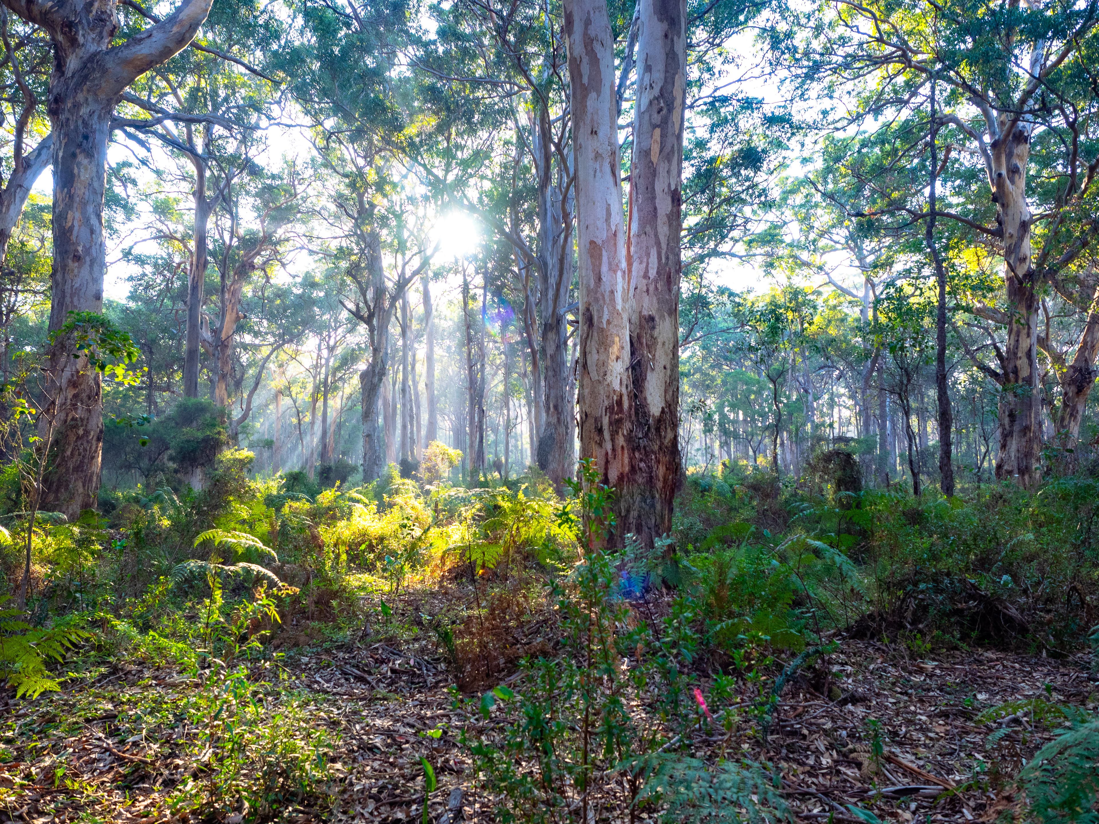 Mixed jarrah and marri forest, Blackwood State Forest WA