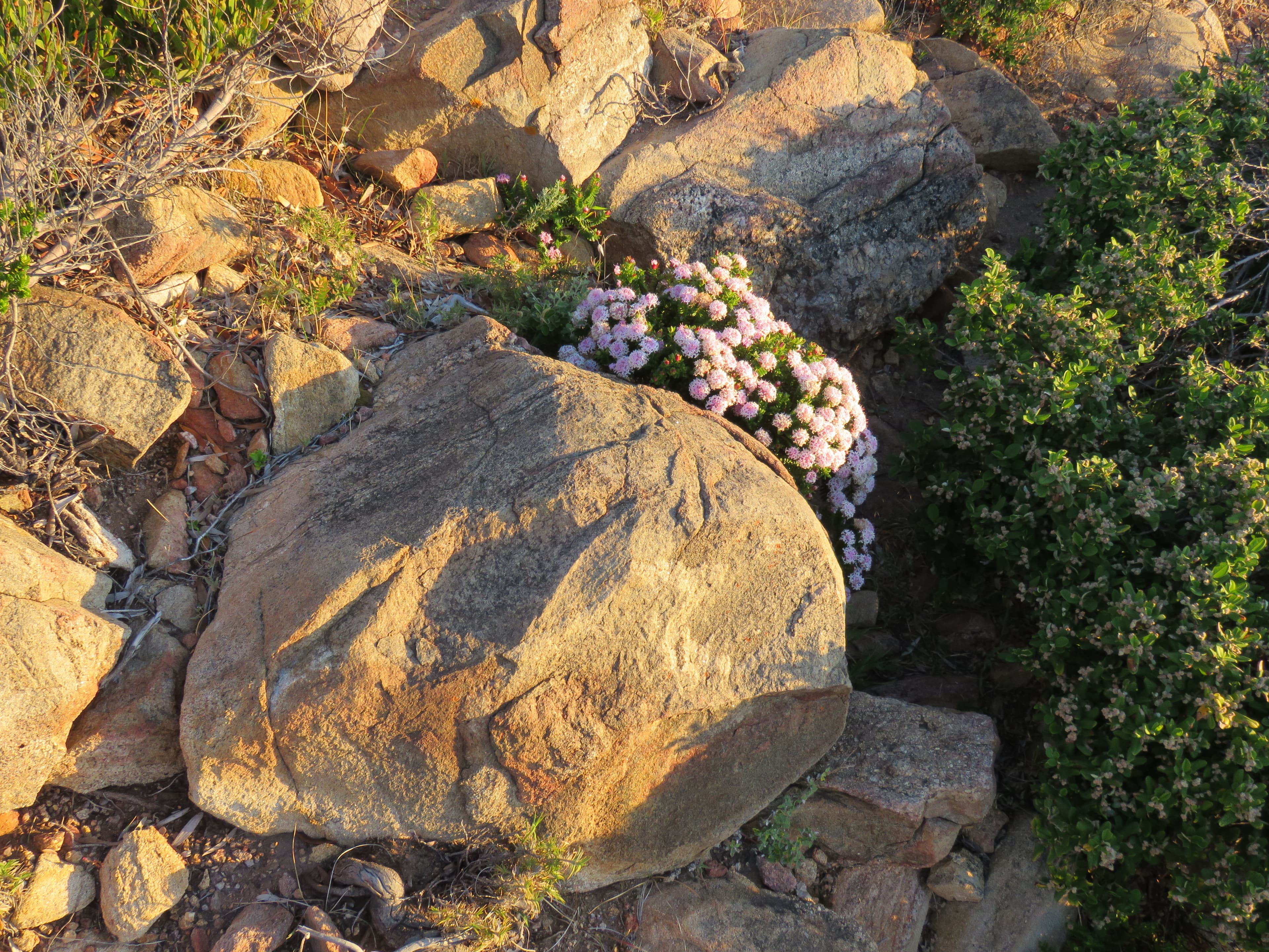 Cape Naturaliste 的 Sugarloaf Rock 旁,粉色海岸班吉野花