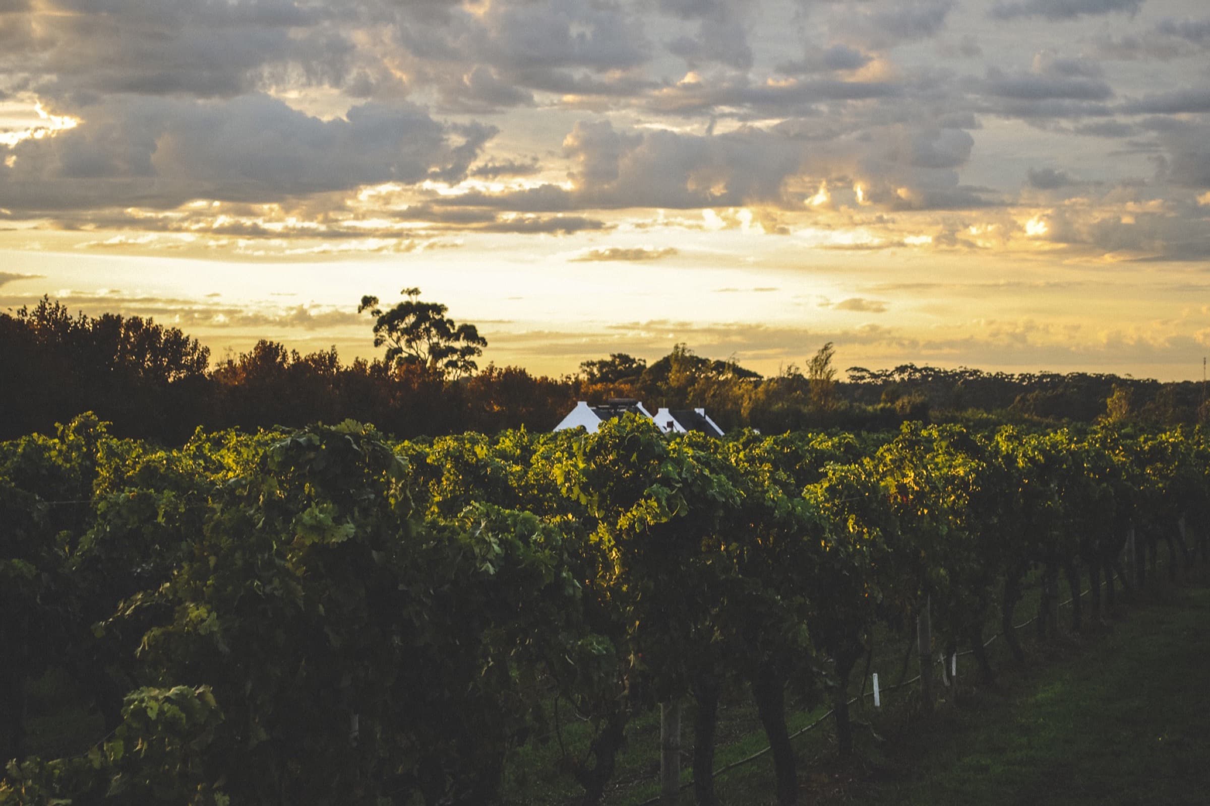 Watershed Vineyard, Margaret River