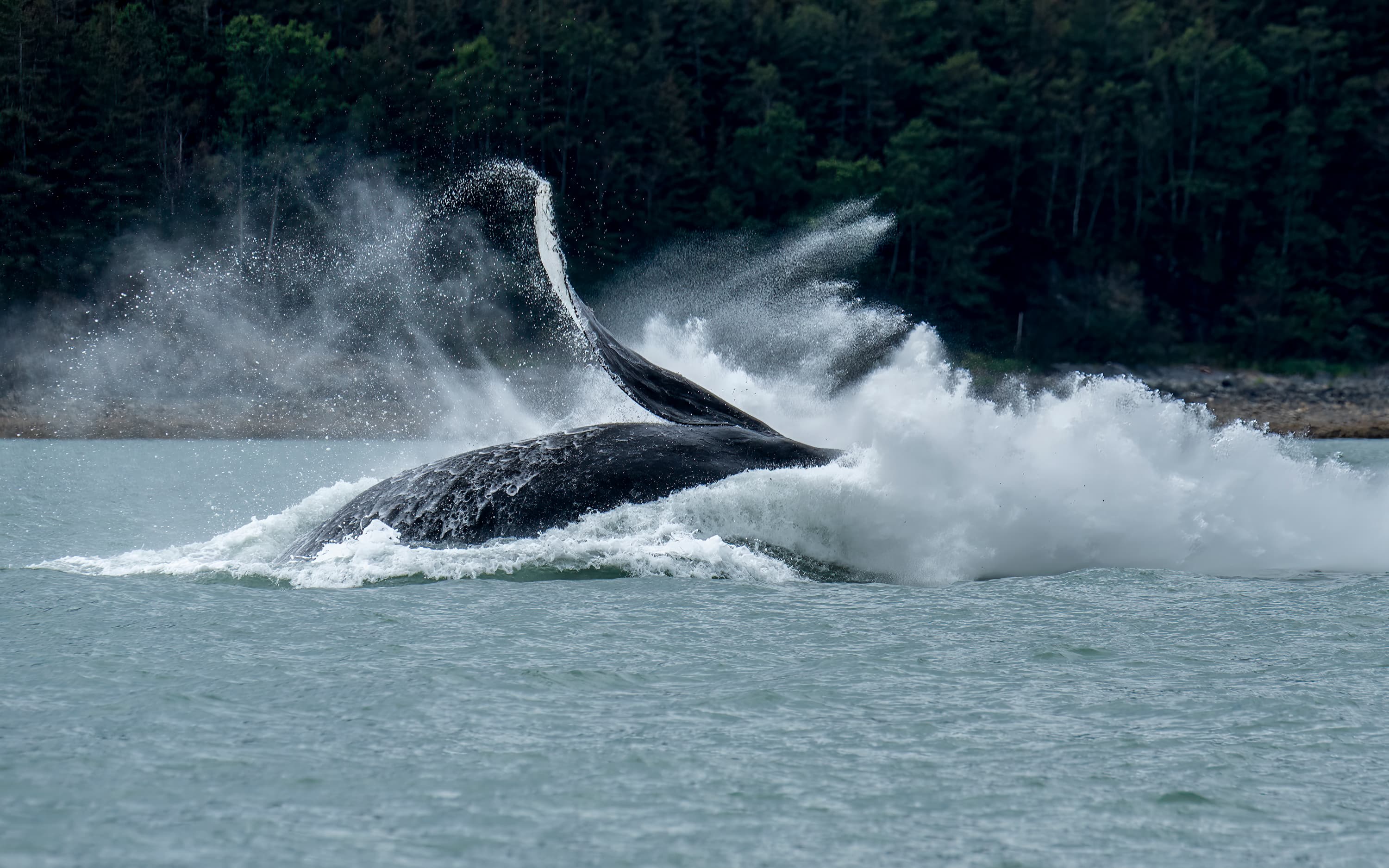 Humpback whale breaching