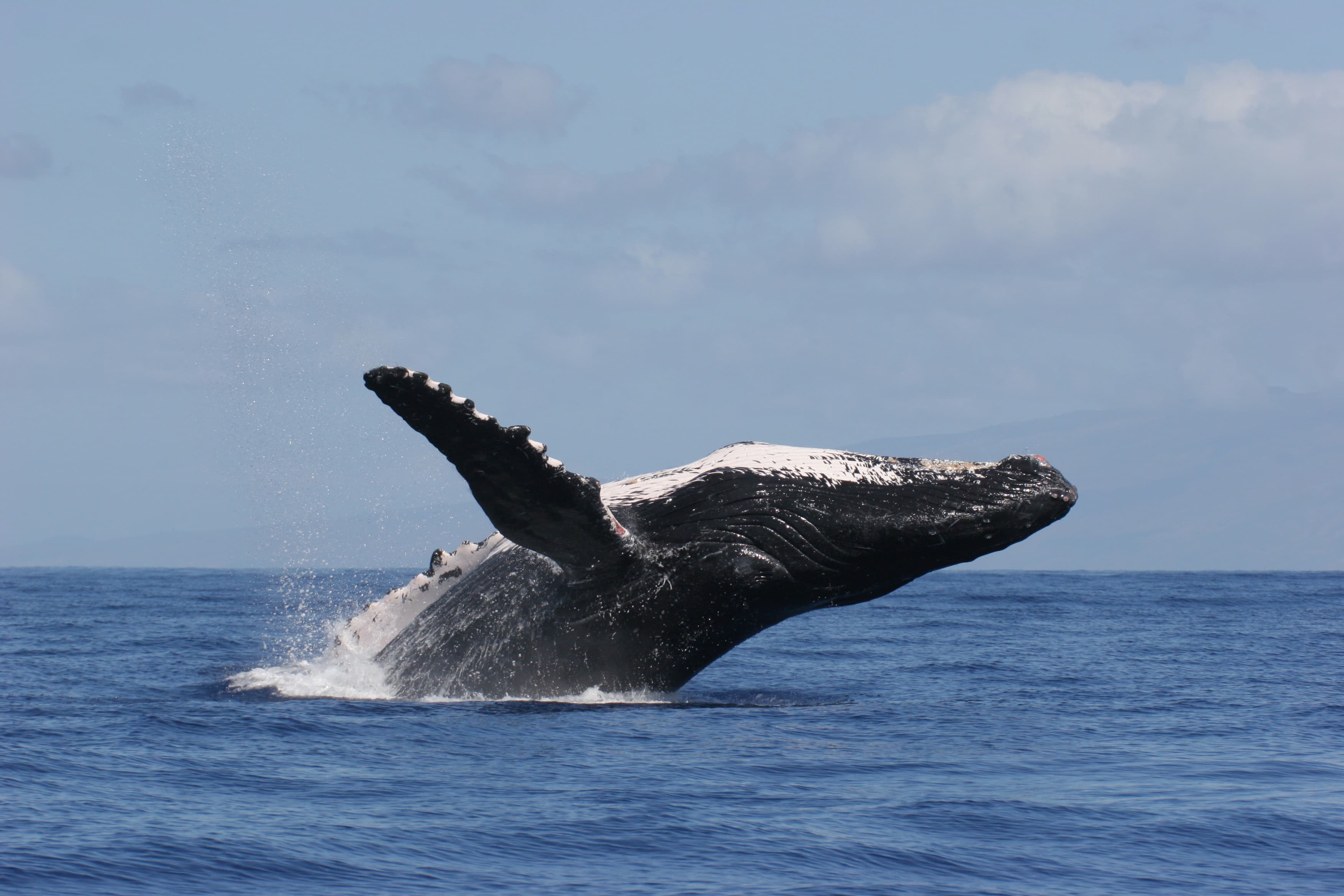 Humpback whale breaching