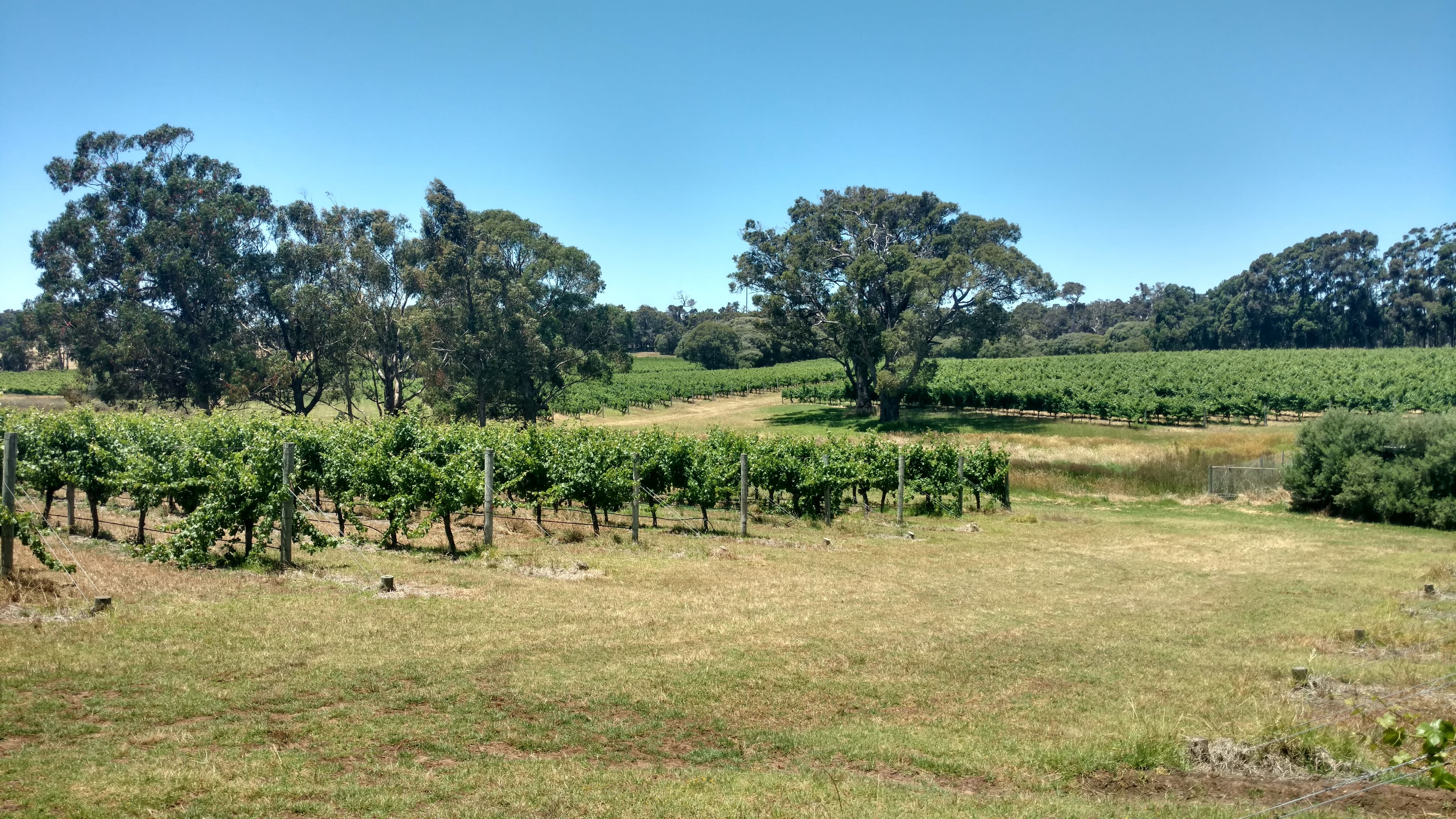 Hay Shed Hill winery vineyards, Margaret River