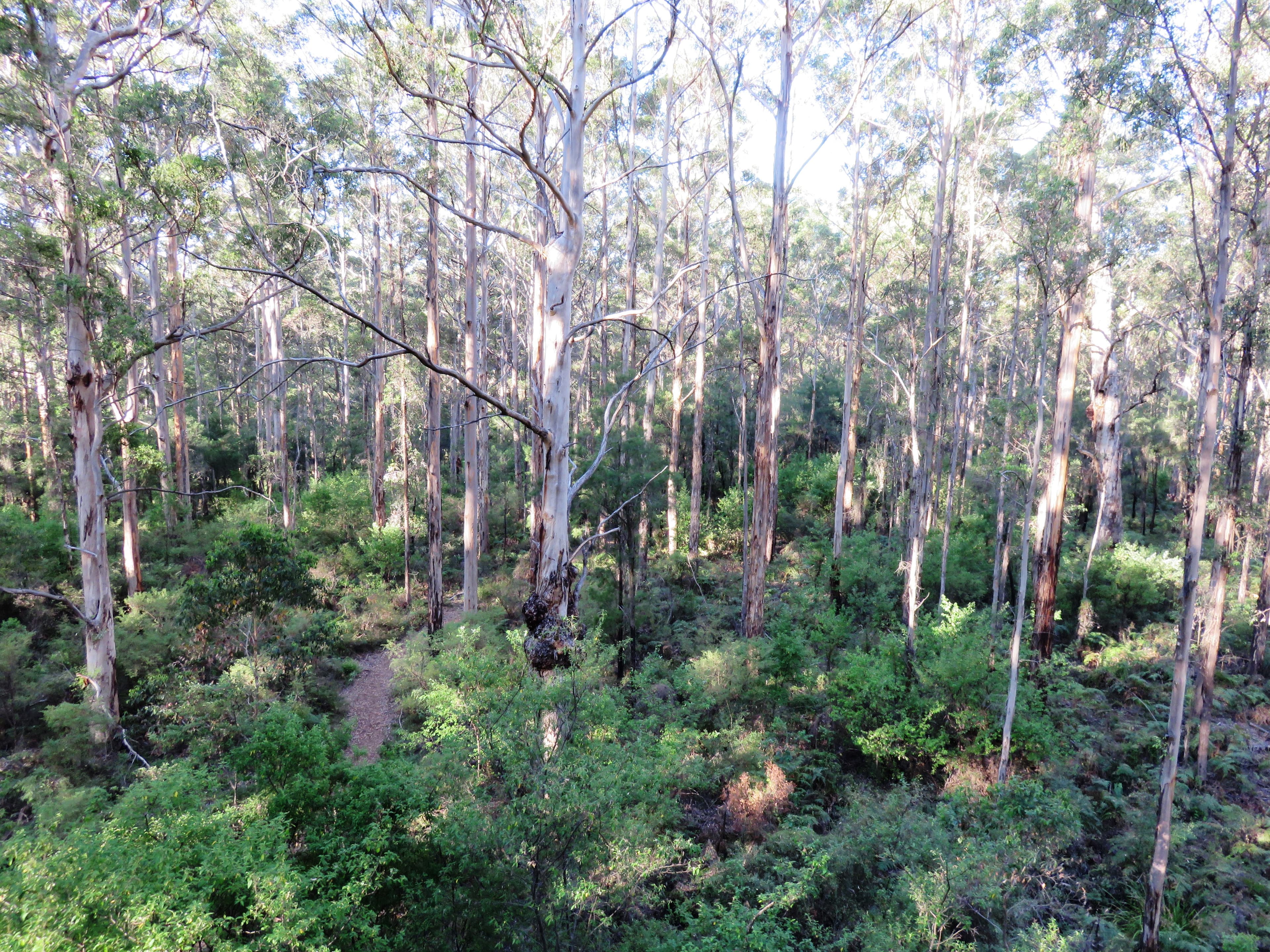 Karri forest from Gloucester Tree Tower (tall karri trees on the scenic Caves Road region)