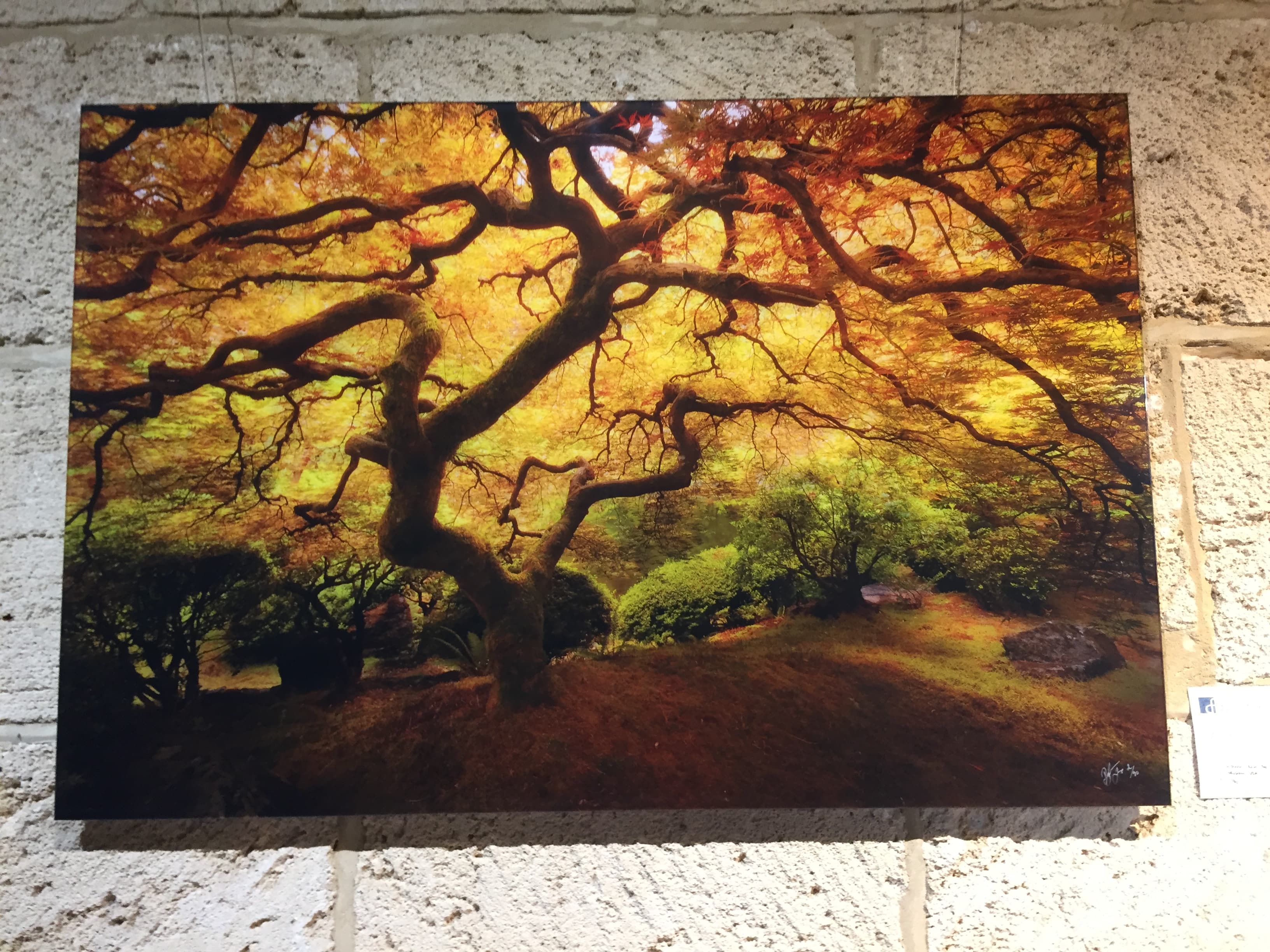 Golden Maple
